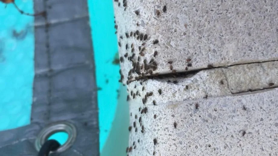 VIDÉO - Dangerosité, origine : tout savoir sur les punaises des champs qui envahissent des maisons