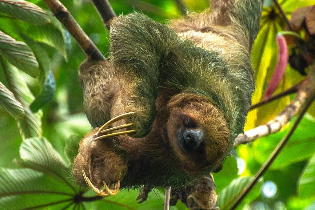 Por que nenhum mamífero tem pelo verde?