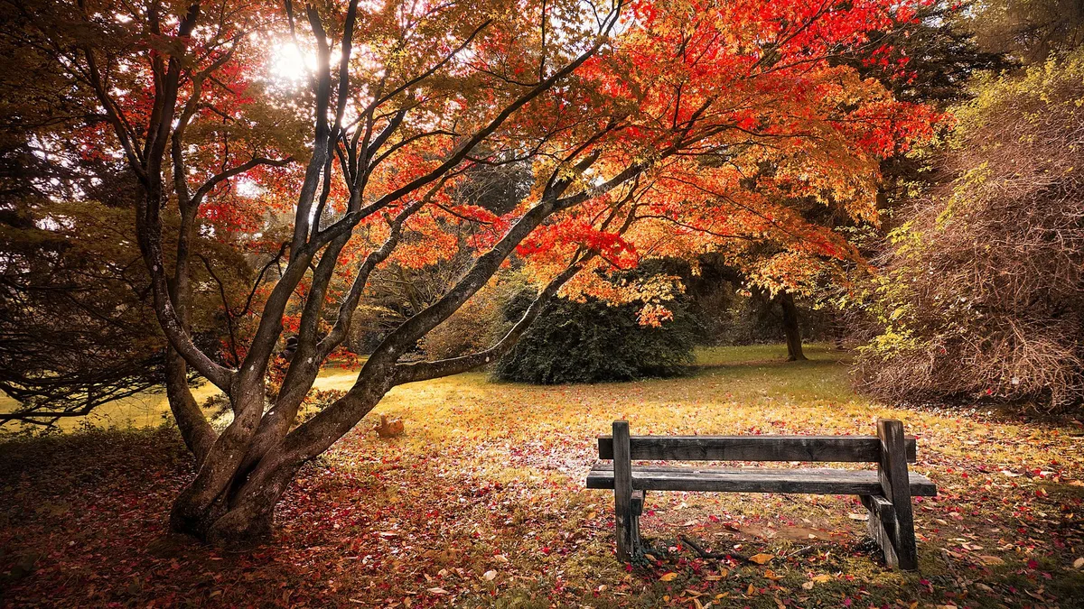 12 plantas que llenan de vida el jardín en otoño: flores, hojas y frutos que cambian el paisaje