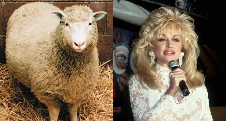 De la música a la ciencia: La oveja Dolly, el clon más famoso del mundo, y su sorprendente vínculo con Dolly Parton