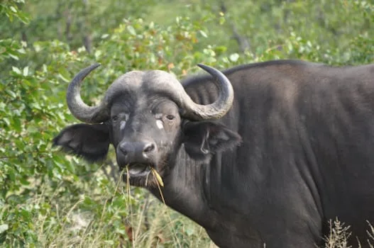 Buffalo poached inside Kruger park