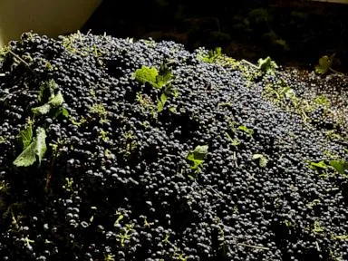 California farmers are struggling to sell grapes as demand for wine drops