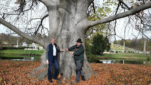 Von Lenné: Pilzbefall: Riesige Buche am Schloss Sanssouci wird gefällt
