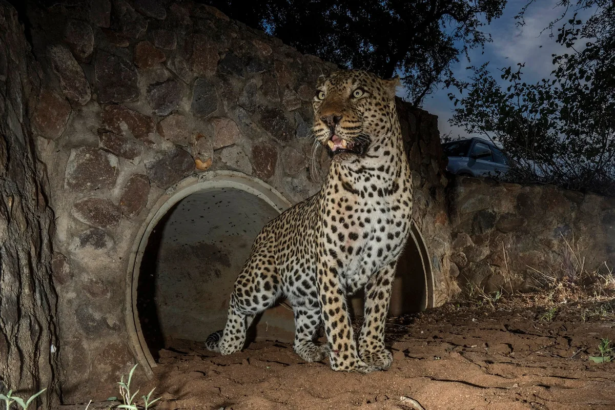 SPOTS ON THE LINE: Roads versus roams — can culverts save Greater Kruger’s leopards on deadly R40 highway