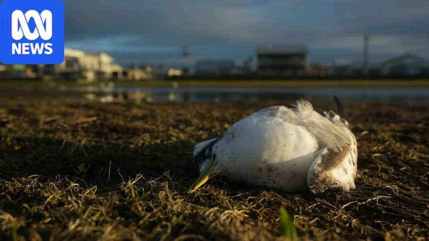 Breaking: Bird flu suspected as 1,000 birds found dead in three mass mortality events