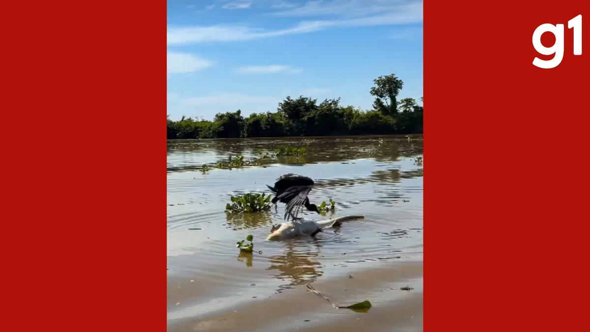 VÍDEO: turistas alemães flagram urubu tentando se equilibrar sobre jacaré morto no Pantanal de MT