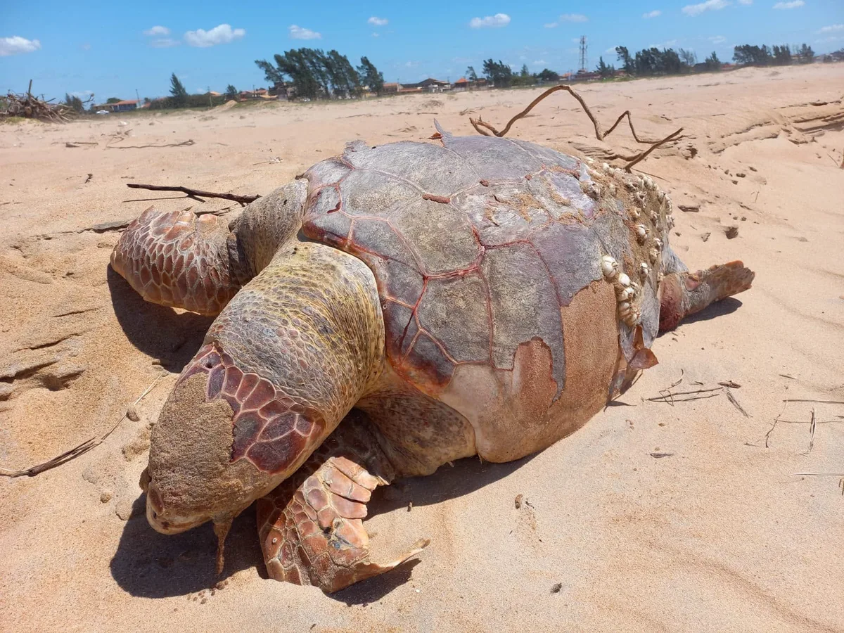 Quatro tartarugas marinhas são encontradas mortas em praia de São Francisco de Itabapoana