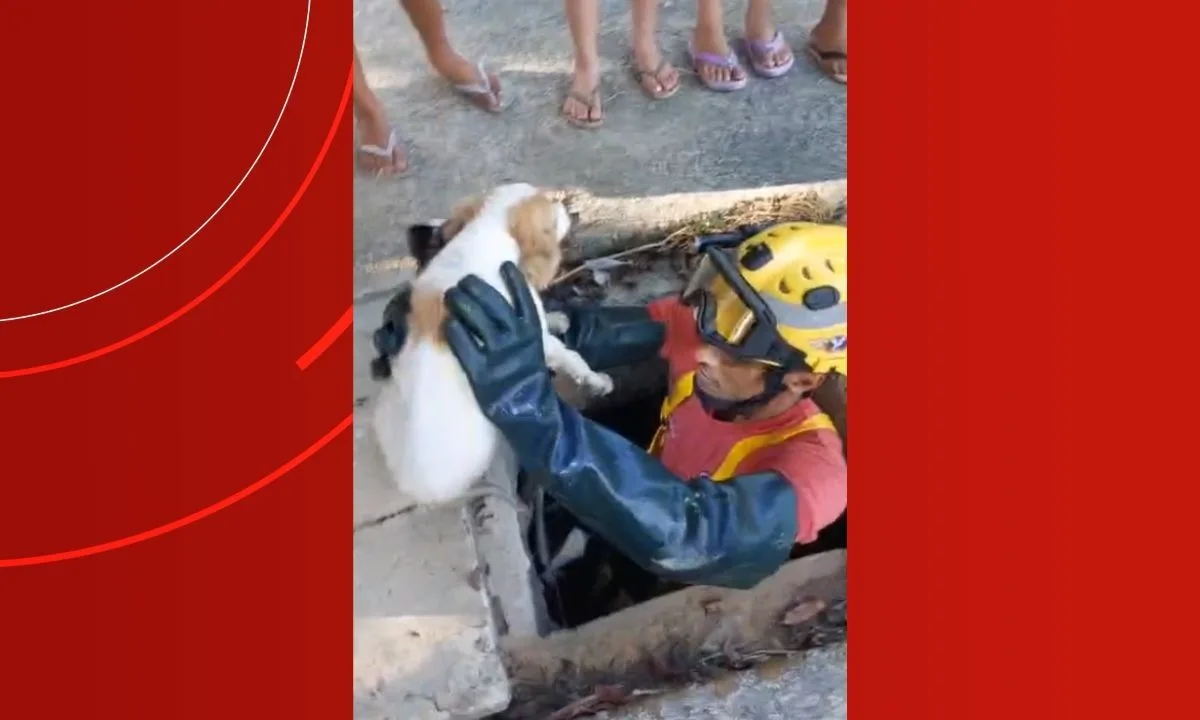 Filhote de cachorro é resgatado após ficar preso em bueiro de 15 metros em Manaus