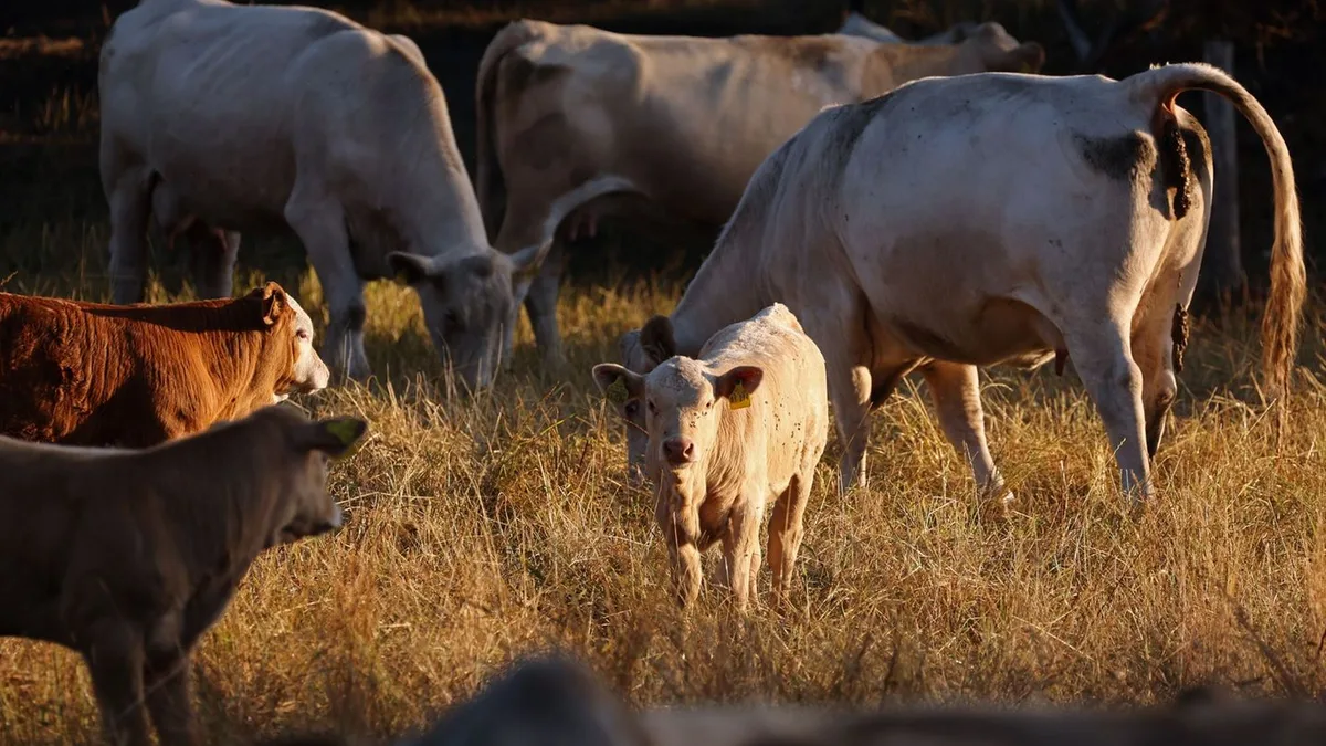 Tierfutter: Bauernverband: Futterversorgung in Thüringen angespannt
