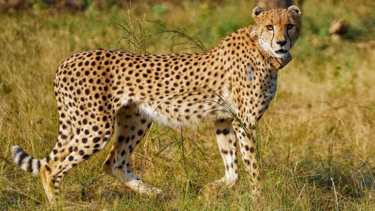 Eye on second baby boom, Botswana Cheetah released in MP’s Gandhi Sagar sanctuary