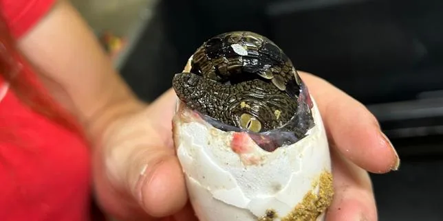 A cause des températures caniculaires, des œufs de crocodile ont éclos naturellement dans la Drôme