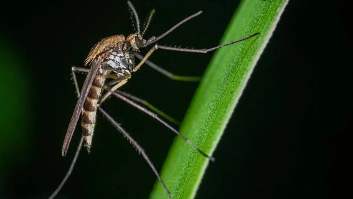Insecticide killed 97.91% of dengue mosquitoes; the tiny fraction that survived worries Delhi scientists
