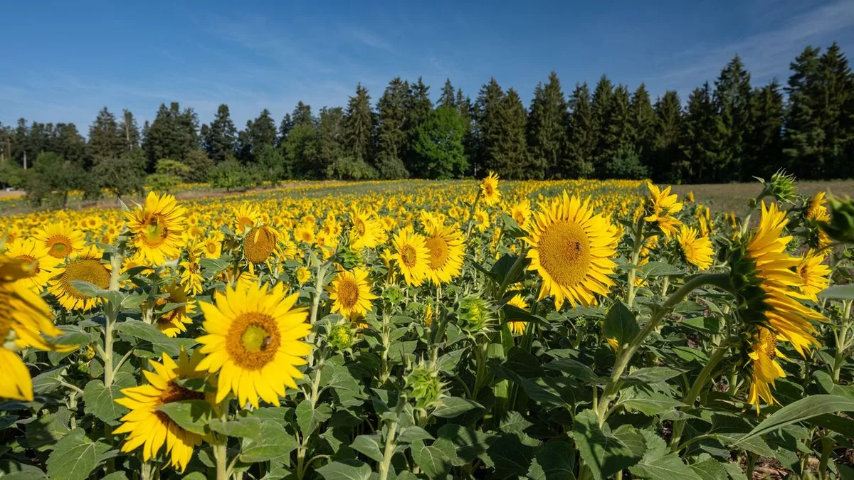 Wetterbericht: Sonne satt und 28 Grad zum Wochenstart