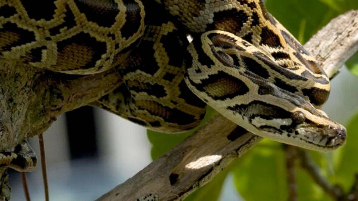 US scientists test drones to track hidden Burmese pythons in the Everglades