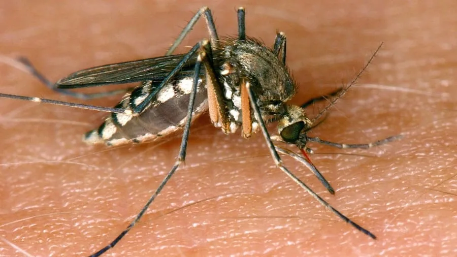 Gesundheit: West-Nil-Virus: Südwesten meldet erstmals zwei Infektionen