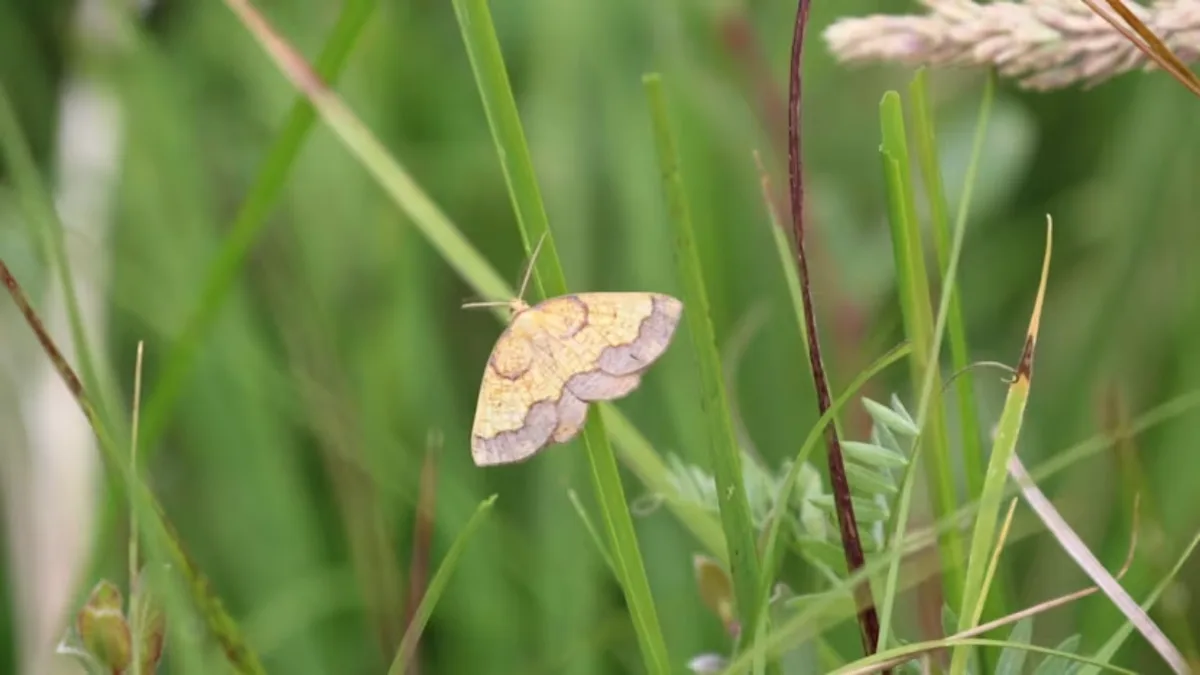 In 1952, one of England’s rarest moths was last recorded at a Northumberland estate