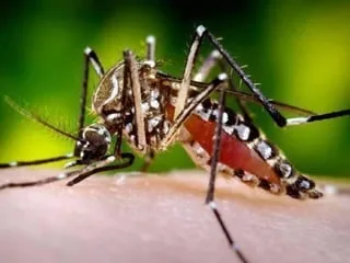 « Il y a une vraie dynamique de progression en Maine-et-Loire » : le moustique tigre prolifère, cet expert alerte