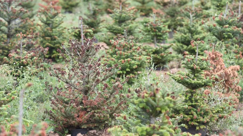 Sécheresse : cette année, il y aura moins de sapins du Morvan commercialisés pour Noël