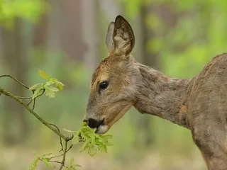 Un arbre sait-il qu’il est en train d’être mangé ? Ce que dit la science