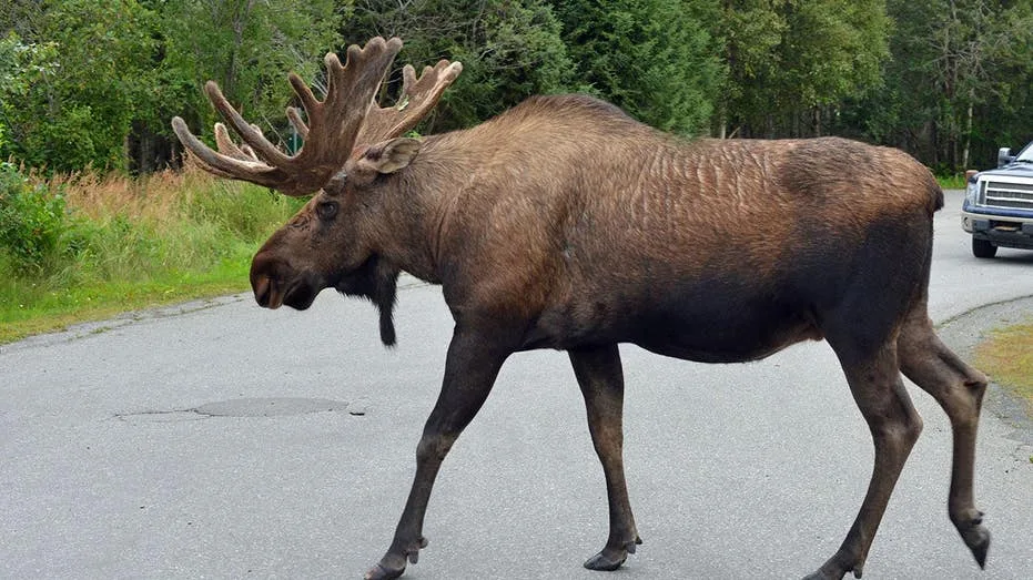 Huge bull moose stuck in Montana skate park had to be tranquilized in order to be rescued