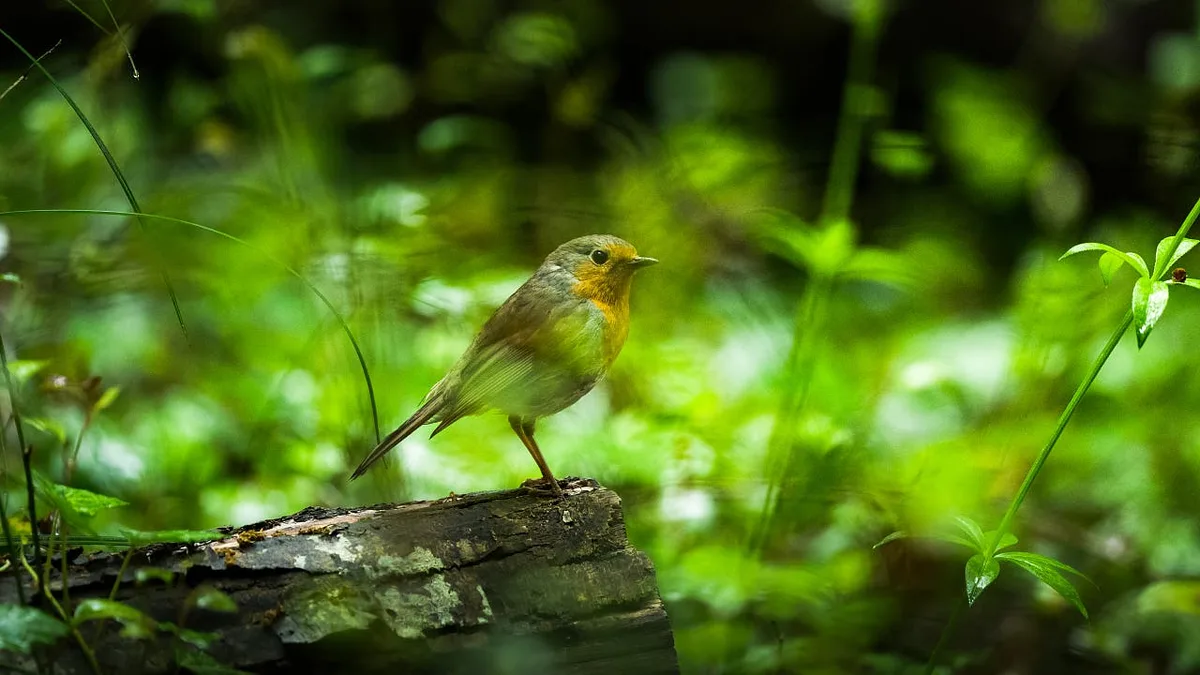 Psychische Gesundheit: Die heilsame Kraft der Vögel