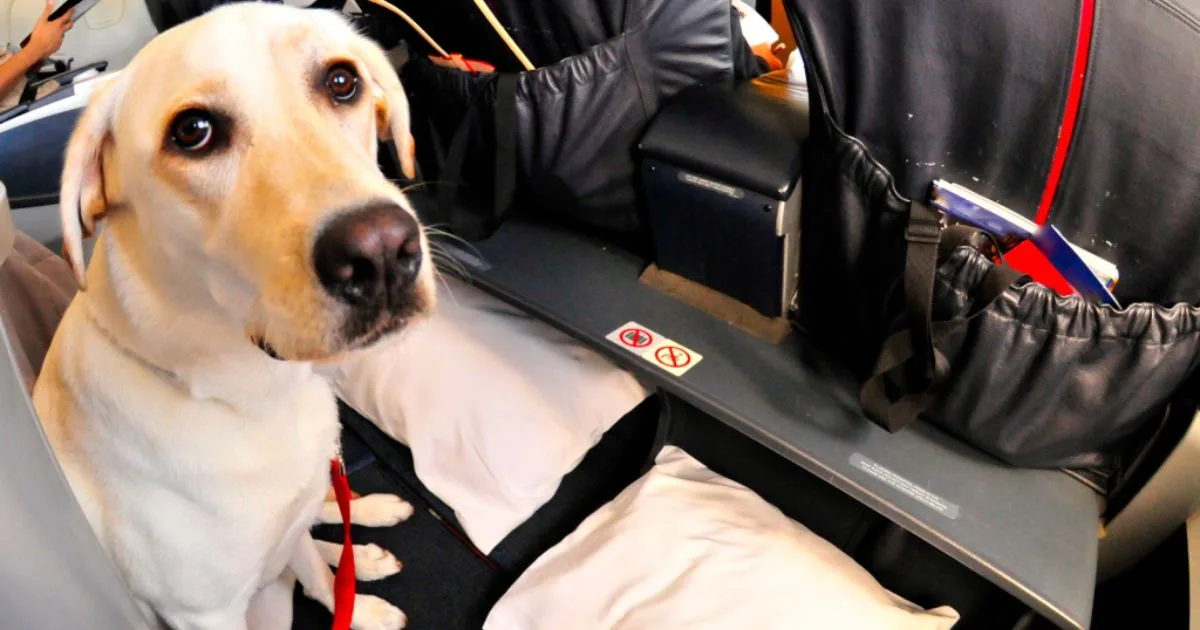 Cão de serviço chora e não para de dar patadas em passageira durante voo, mas ela não imaginava que o animal fazia um alerta real sobre a saúde do seu coração até ir ao médico
