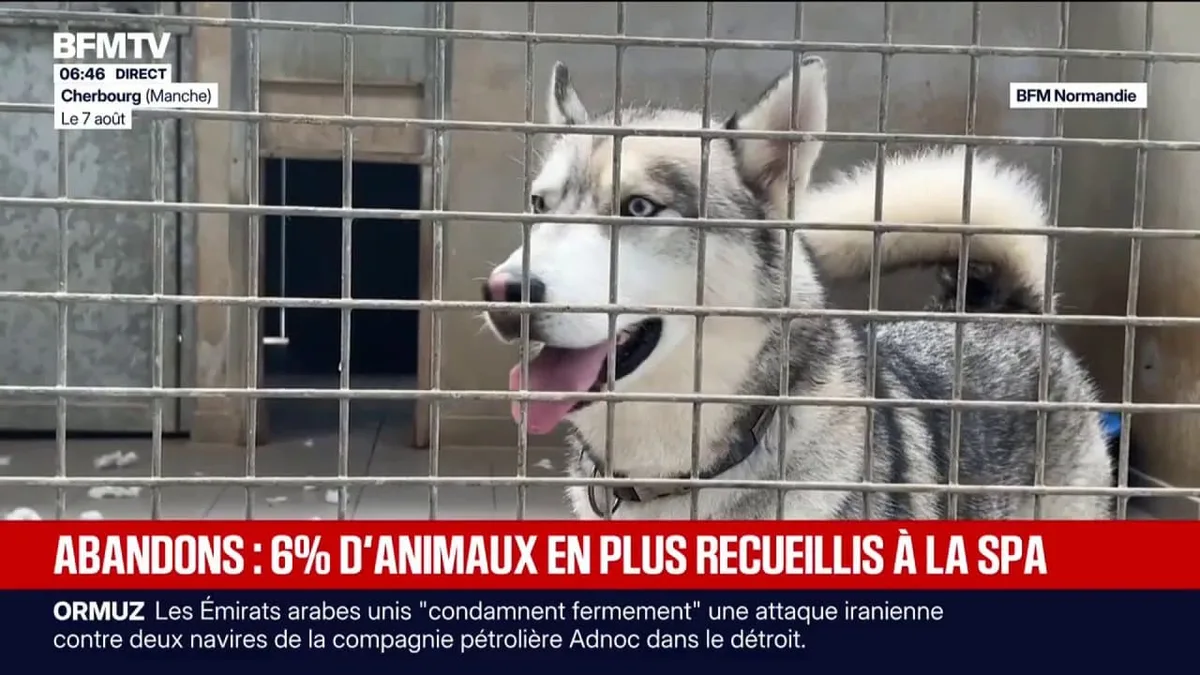 Les abandons d'animaux en hausse de 6% cet été, la SPA s'attend au pire cette année