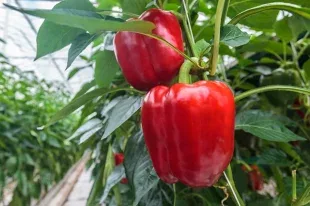 Снижает риск на 50 %. Нутрициолог назвала овощ, защищающий от Паркинсона
