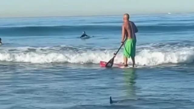 Tubarão nada entre surfista na zona de rebentação em praia de Los Angeles