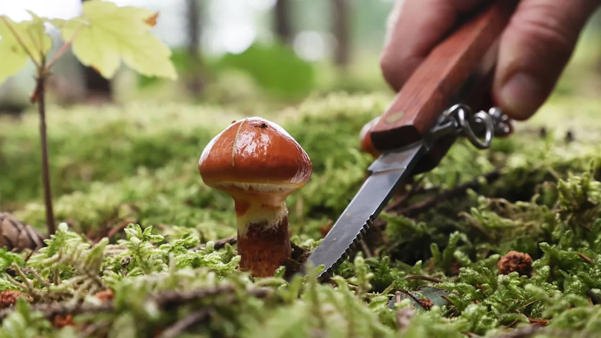 Pilze richtig ernten - Sollte man Pilze abschneiden oder herausdrehen?