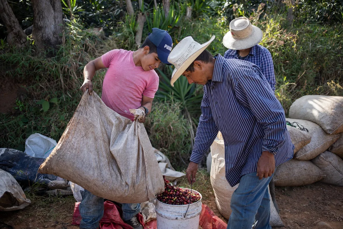 Honduras rompe récord de exportación de café y prevé ingresos históricos