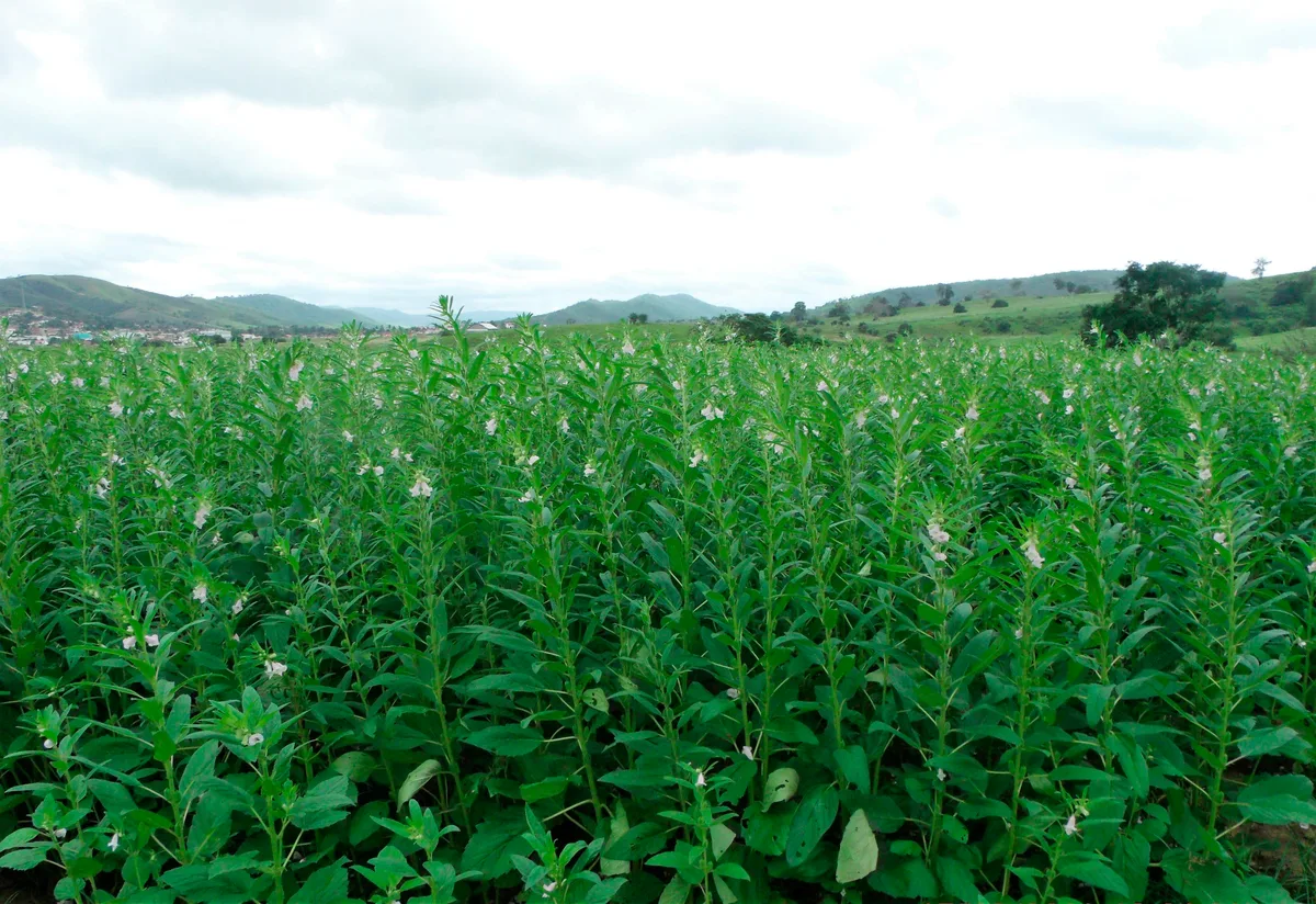 Agricultor chinês perde 10 hectares de plantação após seguir conselho de IA