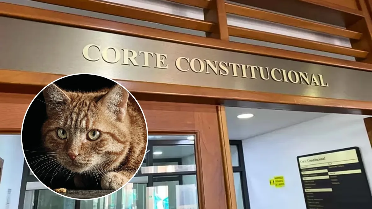 Corte Constitucional prohibió el sacrificio de animales por “vejez extrema” y reforzó su protección constitucional