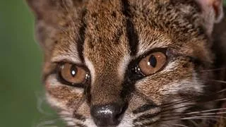 Descubren en Bolivia una nueva especie de felino salvaje que llevaba décadas "escondida"