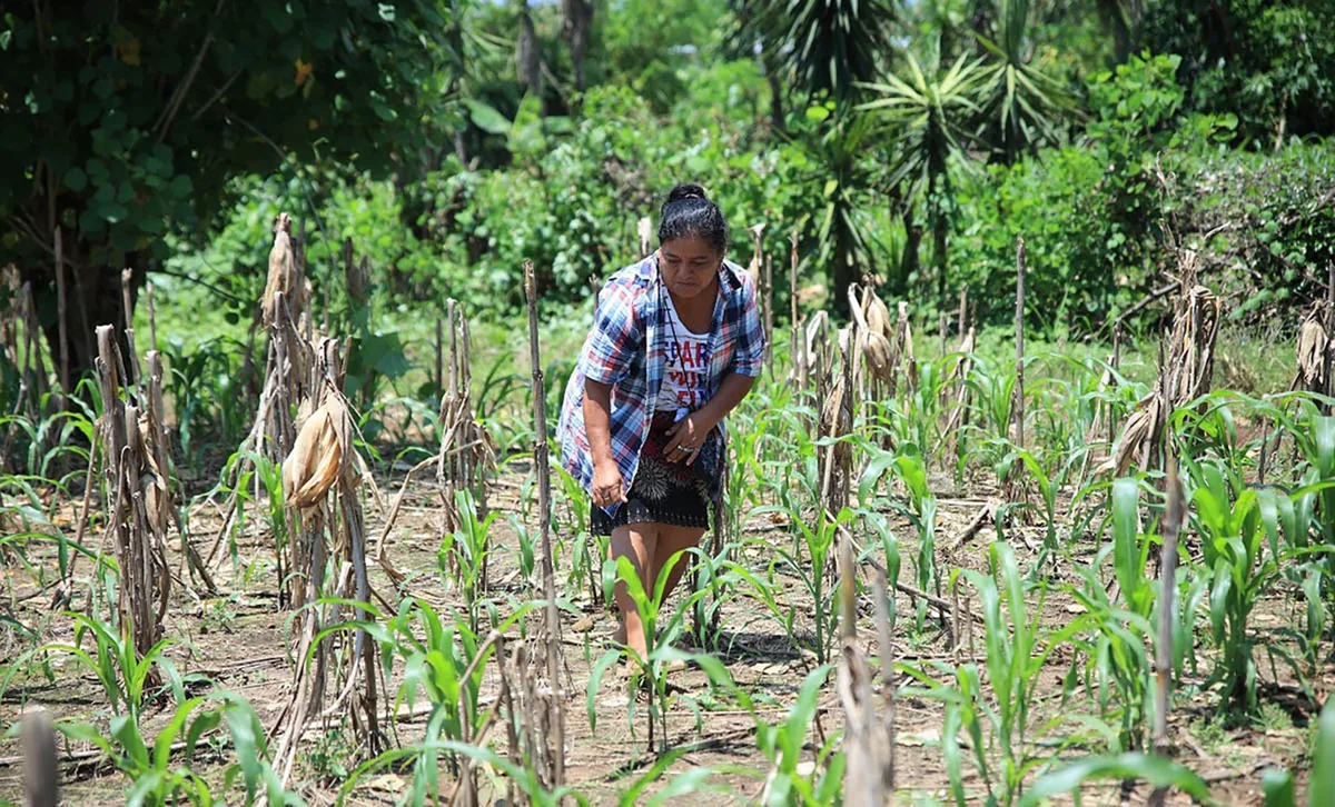Maíz y frijol: prácticas para enfrentar la variabilidad climática en Guatemala