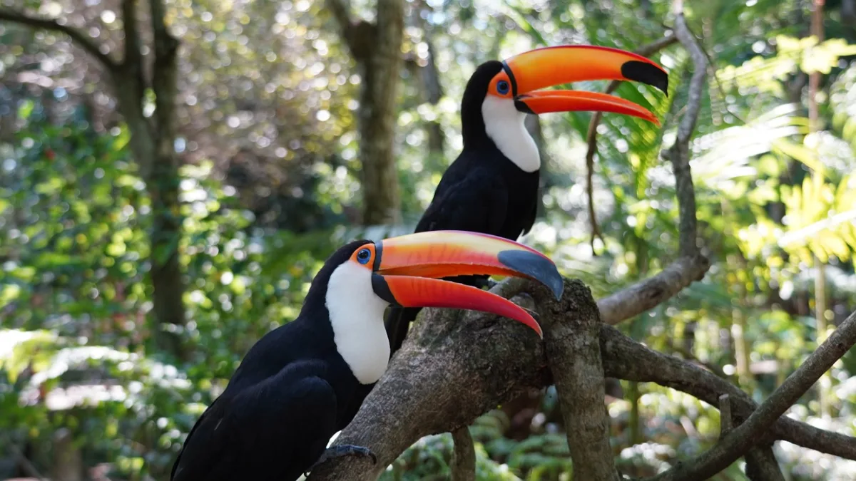 Roteiro acessível em Foz do Iguaçu para idosos