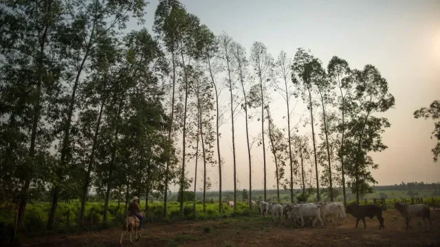 Estudo mostra que certificação florestal pode favorecer a biodiversidade