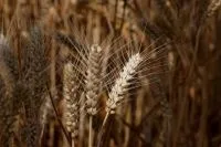 Chuva no RS aumenta alerta para produção de trigo