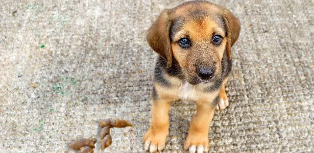 Cocô de cachorro provoca briga entre vizinhos, e caso termina na Justiça