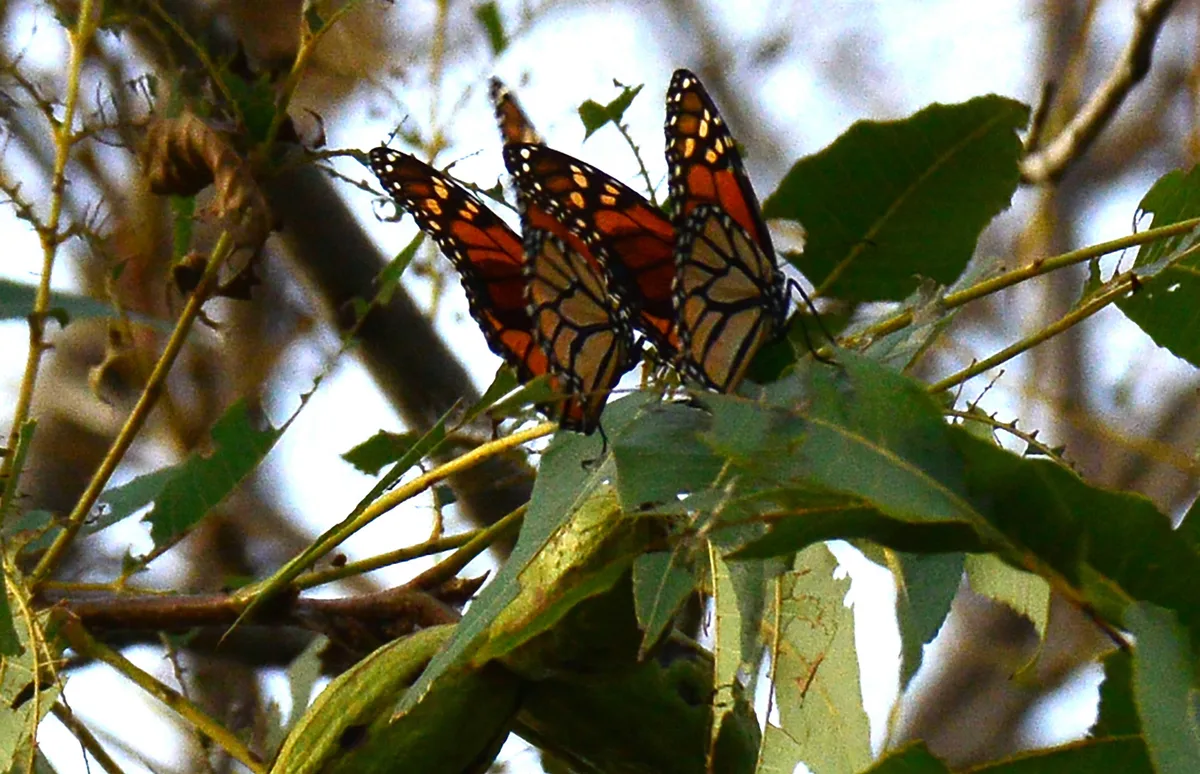 Invitan al Festival ‘La Magia de la Migración de la Mariposa Monarca’ en El Chapulín de Saltillo