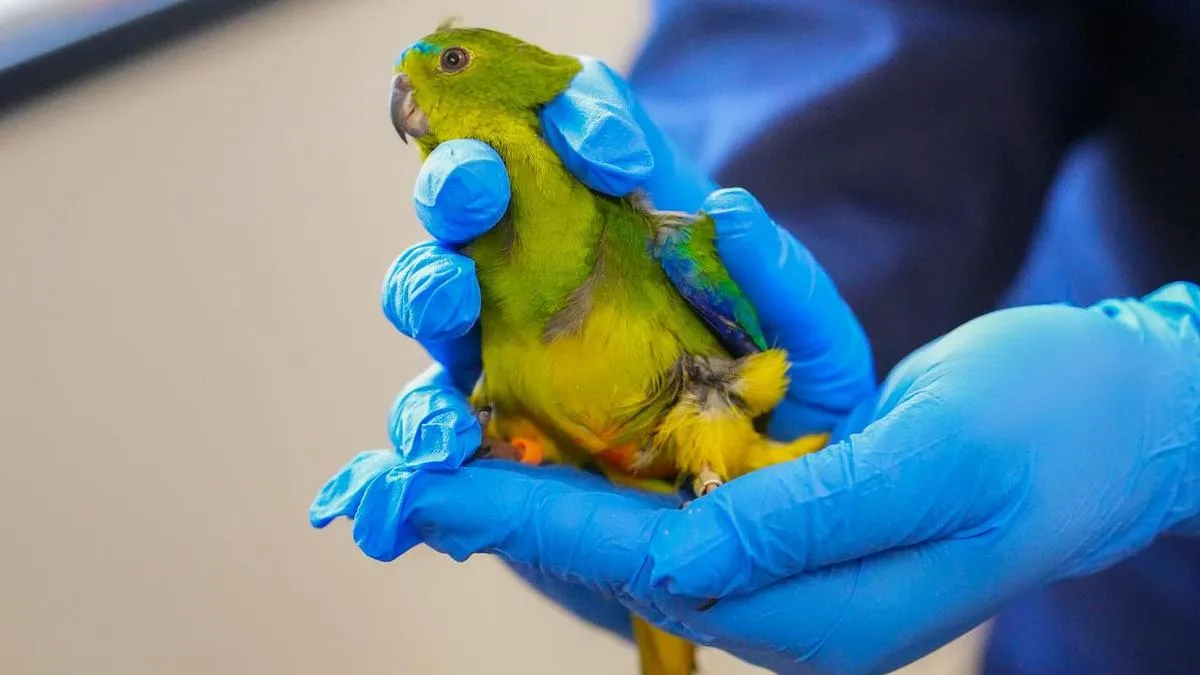 Quest to protect rare parrot from deadly bird flu