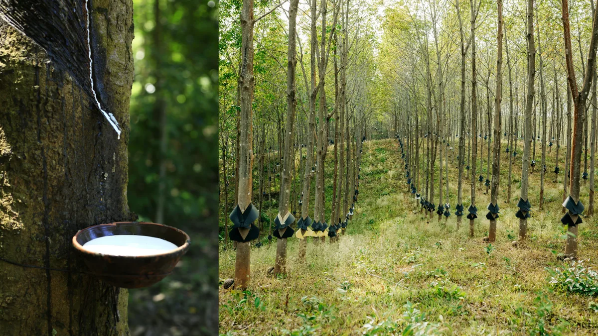 Australia planted rubber vine in the 1860s; it now covers vast Queensland areas