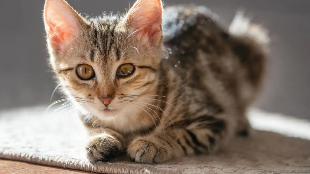 La psicología dice que los gatos prefieren a las personas que los ignoran: lo interpretan como señal de seguridad y paz