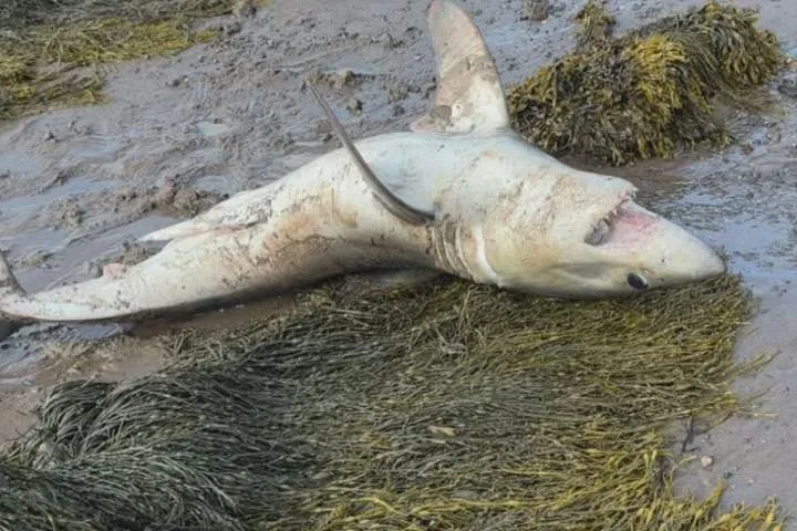 Beached shark pulled to safety by New Brunswick teen