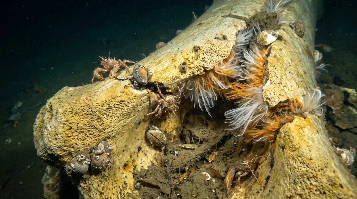 Depois que uma baleia afunda no oceano, seus ossos podem alimentar comunidades inteiras por décadas no fundo do mar