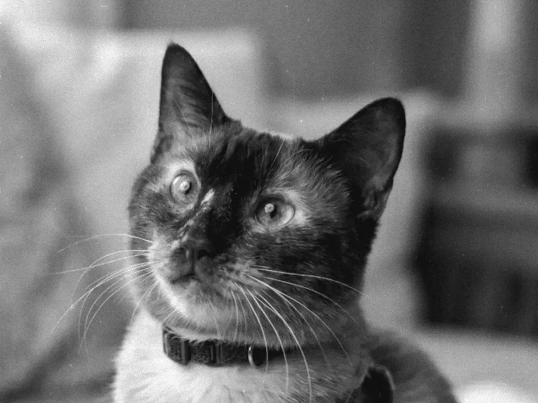 Murió Félix, el gatito que sobrevivió 37 días bajo los escombros en La Guaira