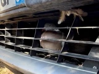 « Jamais vu ça en dix ans de carrière » : percuté à 90 km/h, ce pigeon est retrouvé en vie dans la grille d’une voiture