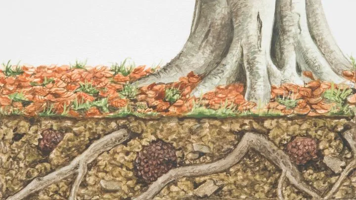 Arbres et champignons : un dialogue fertile