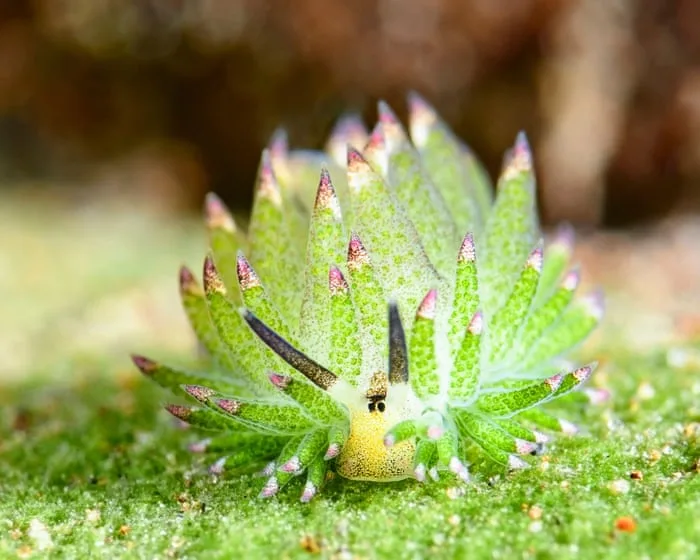 The mindblowing invertebrates you have never heard of – video