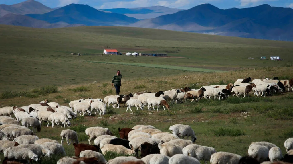 En Mongolie, une forêt plantée par l’homme dans l'espoir de contrer la désertification